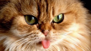 Create meme: Persian cat, cat, red cat