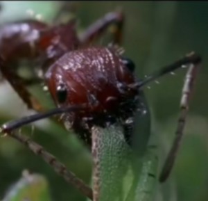 Создать мем: муравей макросъемка, муравей пуля, муравей насекомое