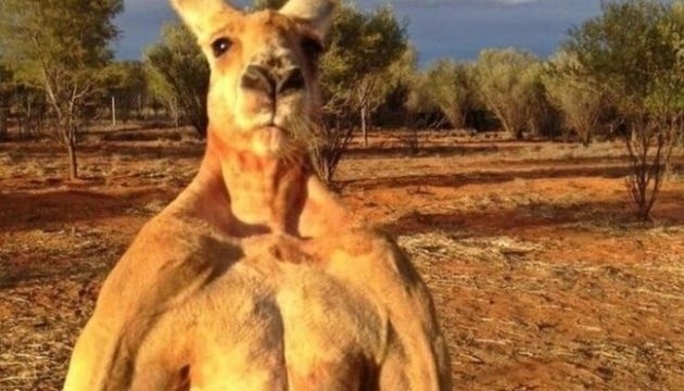 Create meme: kangaroo Roger , kangaroo jock Roger, Roger the kangaroo from australia