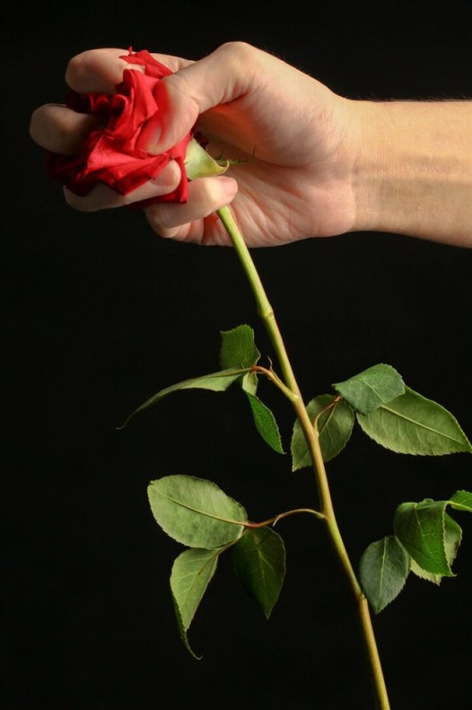 Create meme: rose red, the stem of the rose, long roses