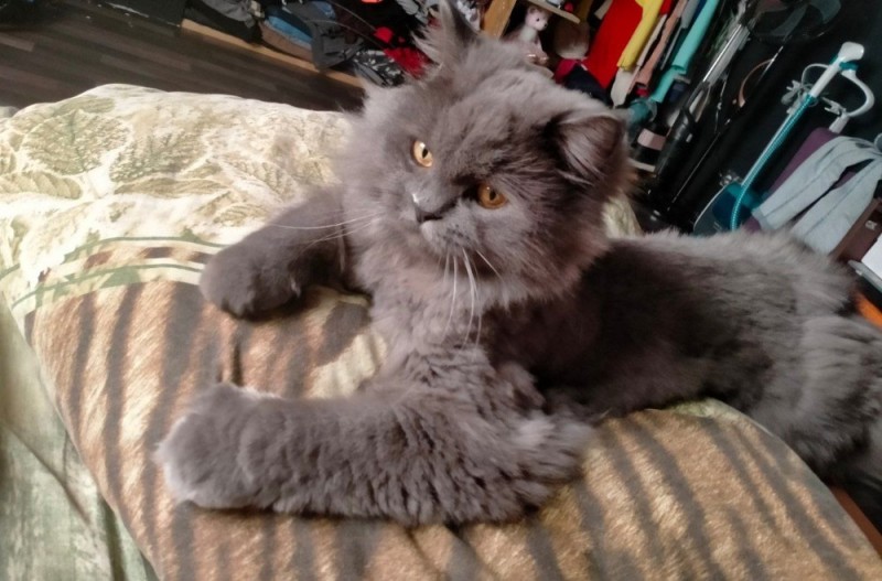 Create meme: Persian cat , cat Scottish, scottish fold longhair