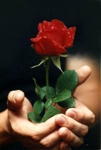 Создать мем: цветок любви, красивые розы, цветок любви и счастья