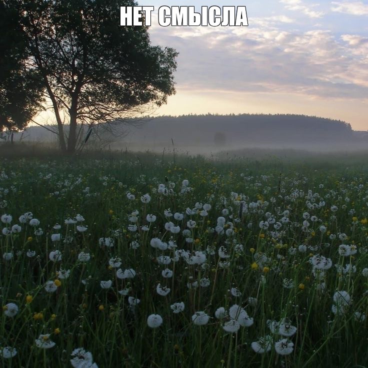 Create meme: field of dandelions genshin, dandelion field genshin, morning summer