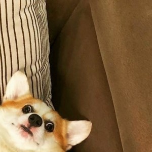 Create meme: Chihuahua pinterest, cute dogs, corgis are really cute