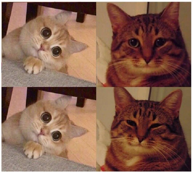 Создать мем: довольный кот мем, кот мем, котик мем
