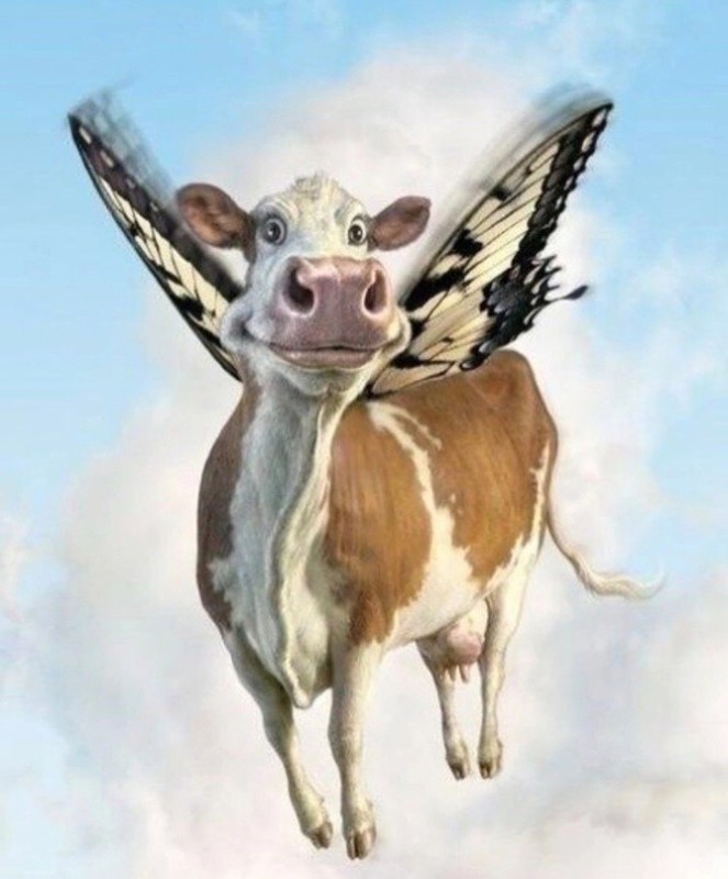 Создать мем: корова смешная, животные корова, корова с крыльями