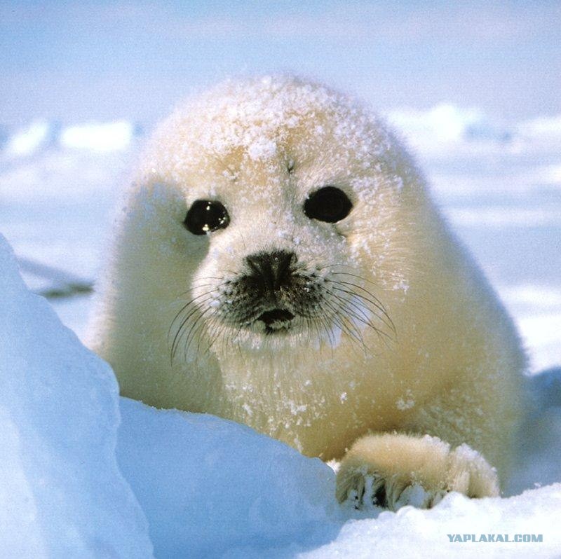 Create meme: belek is a baby seal, baikal seal cub, Baikal seal Belek