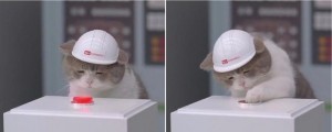 Create meme: sad cat presses the button, cat, cat in a helmet