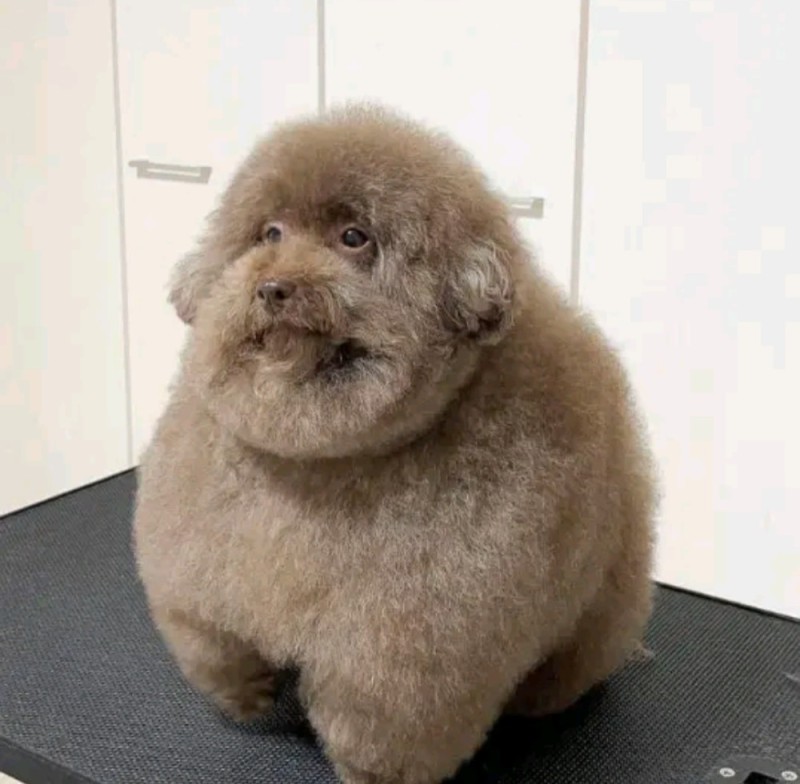 Create meme: dog poodle, poodle , fluffy poodle