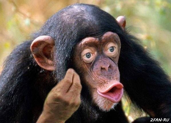 Create meme: macaque monkey, chimpanzee, chimp meme