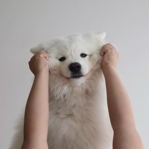 Create meme: Pomeranian, the Samoyed