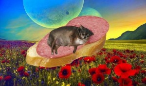 Create meme: people with fantasy lives 100 lives immediately, dog, poppy field background
