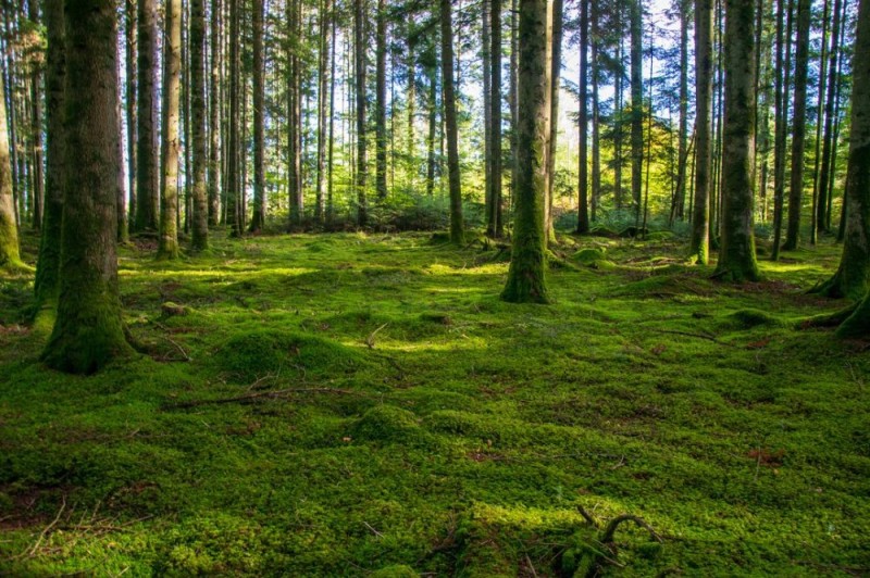 Create meme: forest , forests of belarus, forest moss
