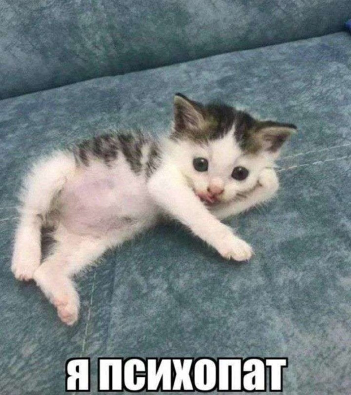 Create meme: memes with cats , an understanding cat, cute kittens memes