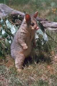 Создать мем: новозеландский поссум, австралийский опоссум кузу, сумчатые животные австралии