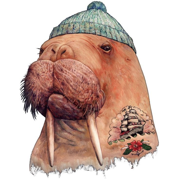 Create meme: walrus art, walrus animal, cute walrus