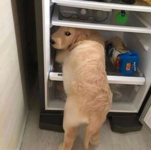 Создать мем: собачки, смешной холодильник, собака