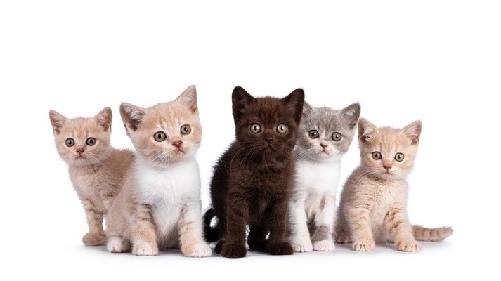 Create meme: five kittens on a white background, cat breeds , brits kittens mix