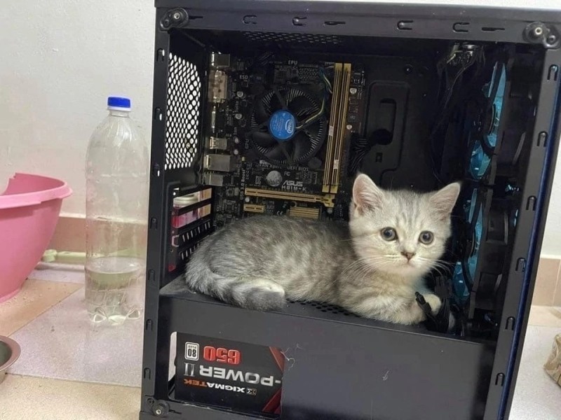 Create meme: the cat in the system unit, The cat builds a computer, a cat in the system unit