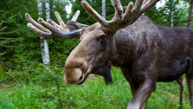 Create meme: national Park Losiny Ostrov , Belovezhskaya Pushcha moose, animal moose