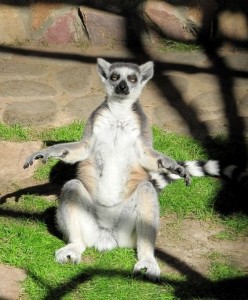 Create meme: lemur, a ring-tailed lemur funny, a ring-tailed lemur meditating
