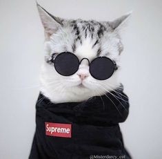 Создать мем: котики, cool cat, кот