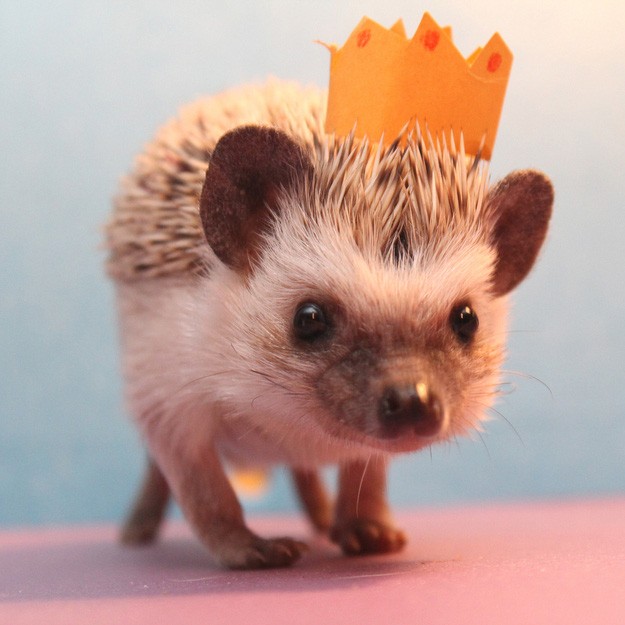 Create meme: hedgehog with a crown, hedgehog , little hedgehog