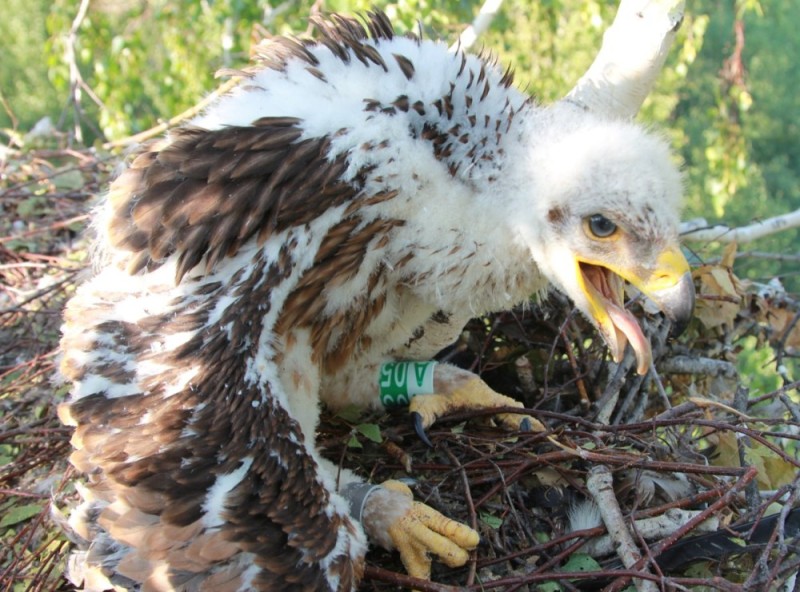 Create meme: bald eagle chick, eagle screamer chick, nestling of the eagle of the burial ground