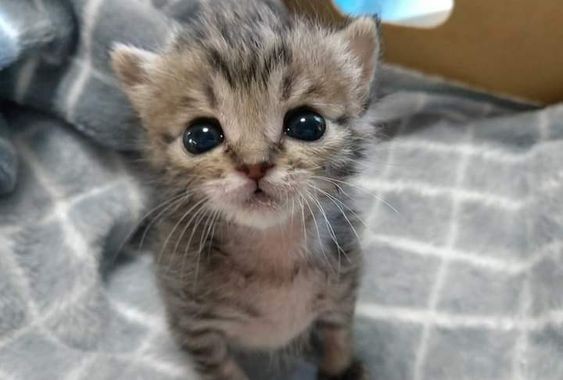 Create meme: little kittens, cute kittens, kitty 