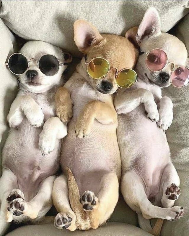 Create meme: chihuahua, thai chihuahua, Chihuahua puppies 