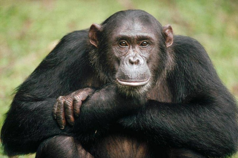 Создать мем: карликовый шимпанзе, обезьяна, шимпанзе бонобо