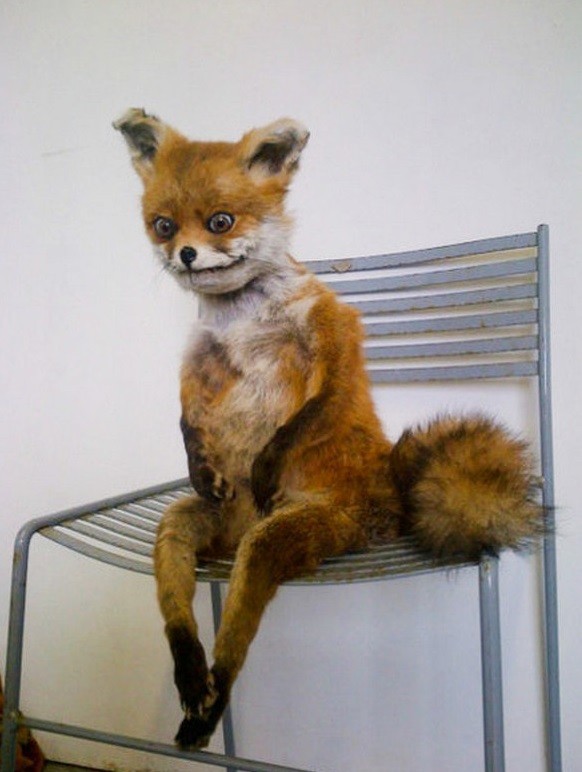 Create meme: uporotyh Fox, the fox is sitting on a chair, a fox on a chair