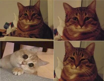 Создать мем: кот из мема, улыбающийся кот мем, довольный кот мем