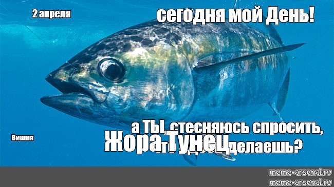 День тунца картинки