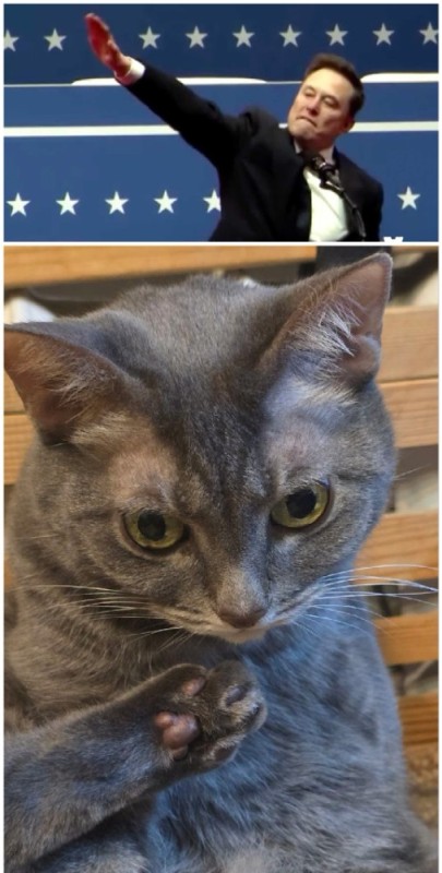 Create meme: cat , cat , the Russian blue cat