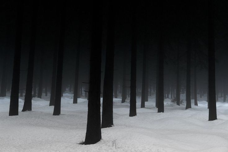 Create meme: winter is gloomy, Winter forest, gloomy winter forest