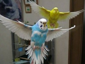 Создать мем: волнистый попугай в полете, волнистый попугай в домашних условиях, волнистые попугайчики полет