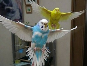 Create meme: budgie, wavy parrot