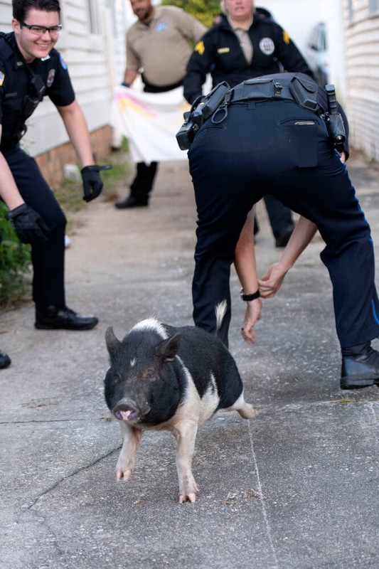 Create meme: pig police, pigs, pig cop