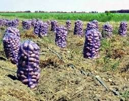 Create meme: lavender field, lavender field in Belarusian, Red scarlet potatoes on the field