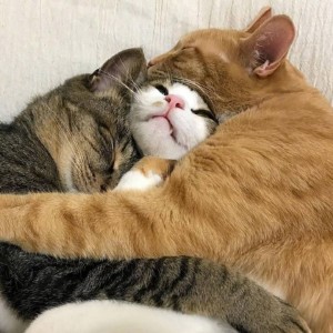 Create meme: cats are cute, seals, cats hugging