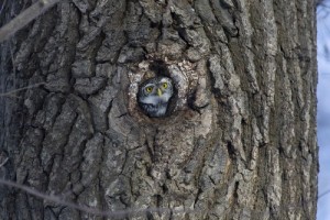 Create meme: The owl in the hollow