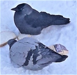 Create meme: pigeons doves, dove, dove