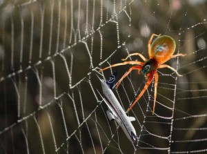 Create meme: the spider's web., trapdoor spiders spiders, spider spider