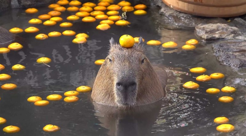 Create meme: the capybara , capybara with tangerine, capybara with tangerine on the head