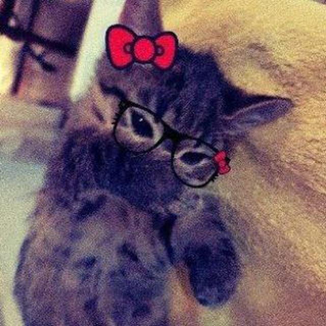 Create meme: cat , The hipster cat, cat 