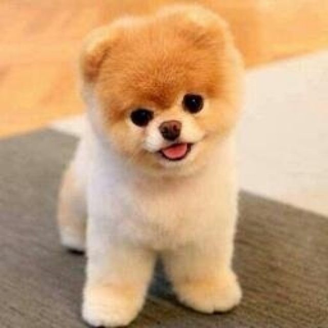 pomeranian bear