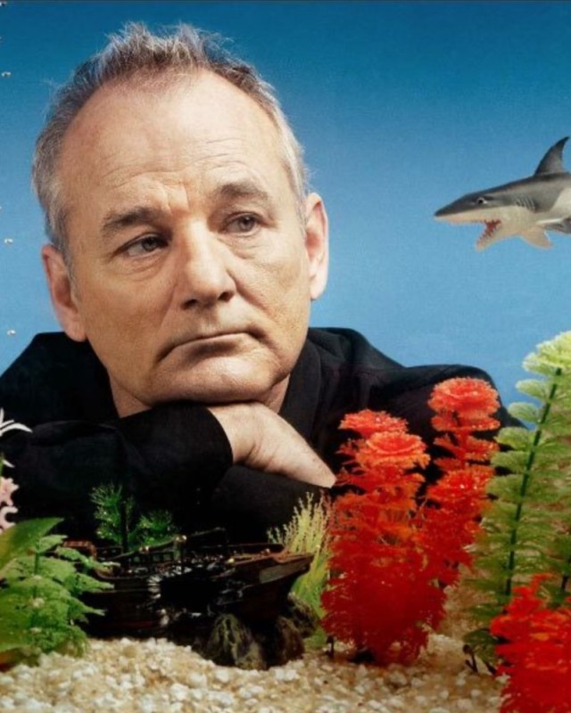 Create meme: bill Murray , Tom Hanks , bill murry