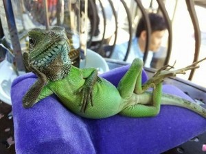 Create meme: green iguana, lizard chameleon, lizard