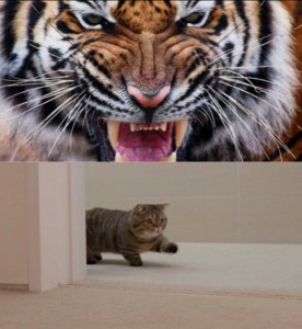 Create meme: tiger animal, print tiger, angry tiger